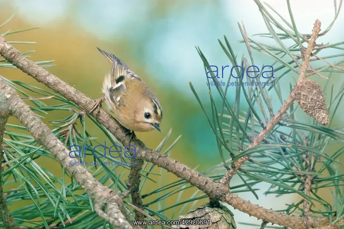 : GOLDCREST - on branch : GOLDCREST - on branch