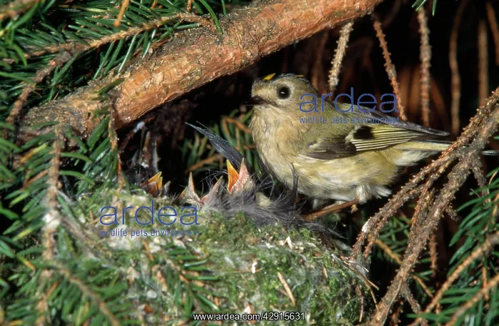 : GOLDCREST - and chicks in nest : GOLDCREST - and chicks in nest