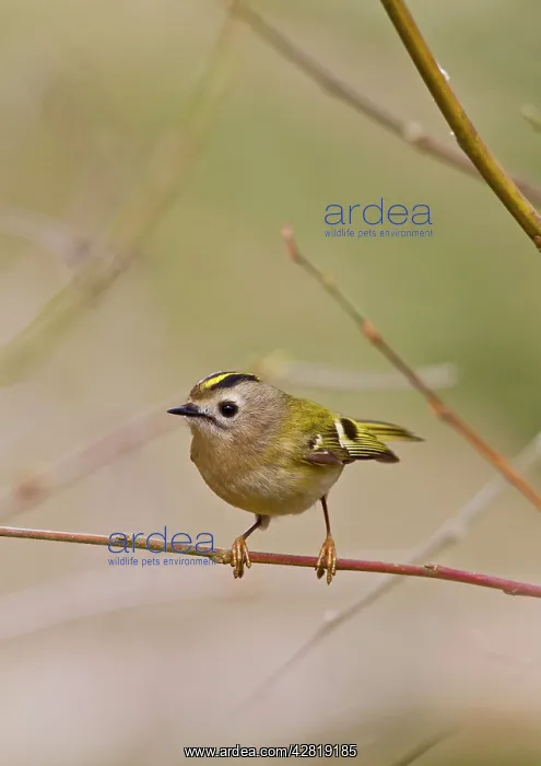 : Goldcrest - in display pose : Goldcrest - in display pose