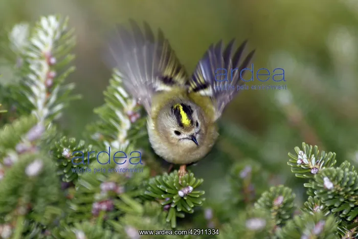 : Goldcrest - flickering wings in display : Goldcrest - flickering wings in display