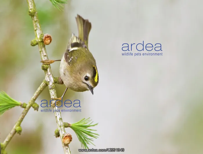: Goldcrest - in Larch tree : Goldcrest - in Larch tree