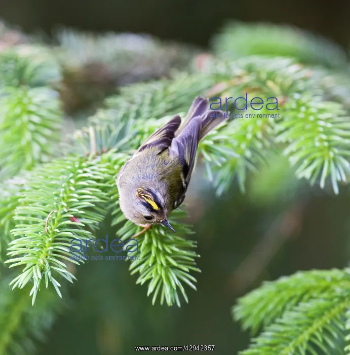 : Goldcrest - male showing crest : Goldcrest - male showing crest