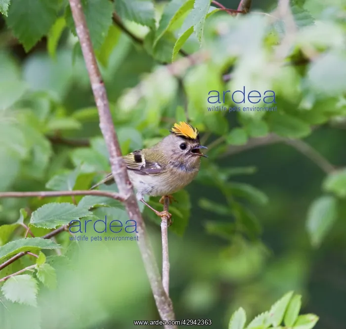 : Goldcrest - male showing crest : Goldcrest - male showing crest