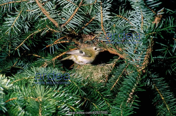 : Goldcrest - at nest : Goldcrest - at nest