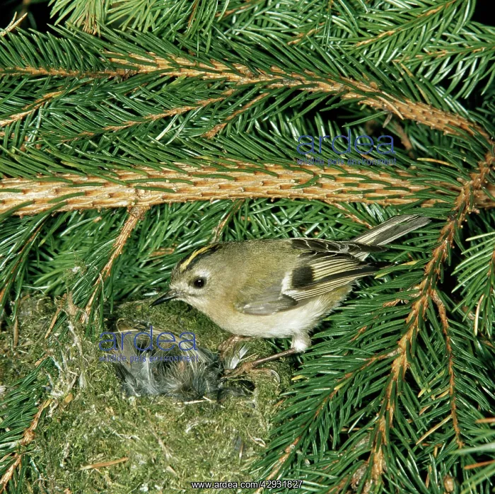 : GOLDCREST - at nest in conifer : GOLDCREST - at nest in conifer