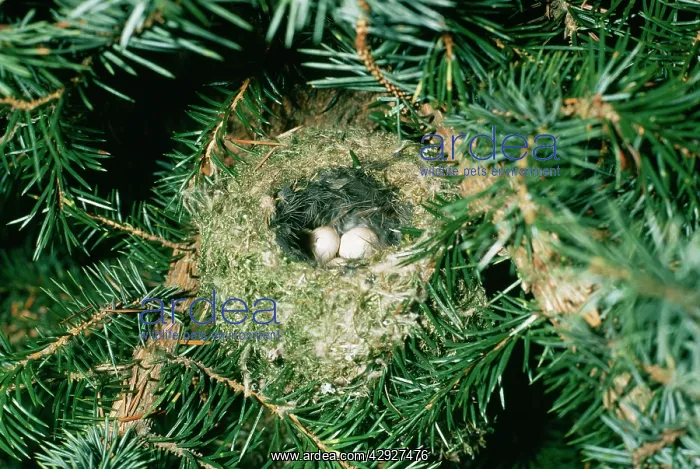 : GOLDCREST - nest with two eggs : GOLDCREST - nest with two eggs
