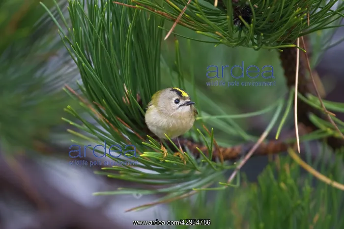  : Goldcrest - on the North Norfolk coast perched