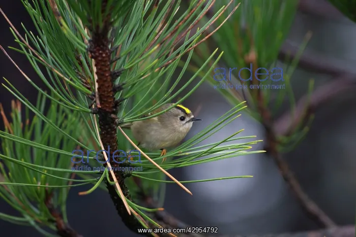 : Goldcrest - on the North Norfolk coast perched : Goldcrest - on the North Norfolk coast perched