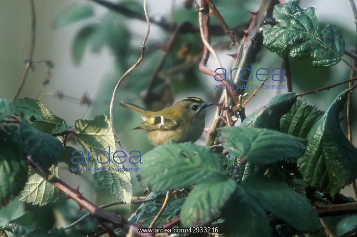 : Goldcrest - October : Goldcrest - October