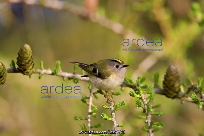 : Goldcrest - perched in Common Larch : Goldcrest - perched in Common Larch