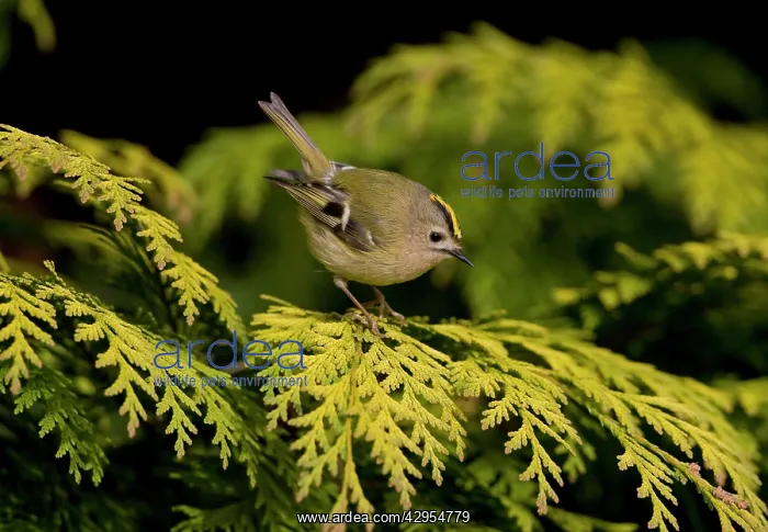 : Goldcrest - perched in Leyland Cypress : Goldcrest - perched in Leyland Cypress