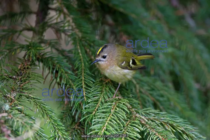 : Goldcrest - perched in Norway Spruce early April : Goldcrest - perched in Norway Spruce early April