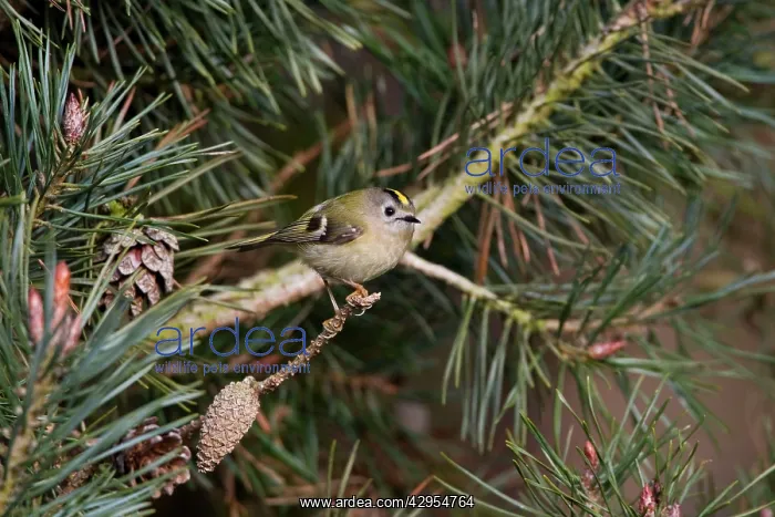 : Goldcrest -perched in Scots Pine : Goldcrest -perched in Scots Pine
