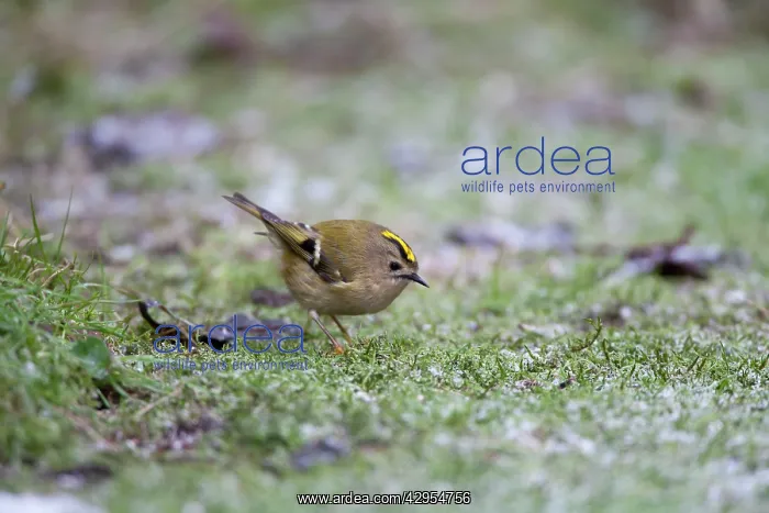 : Goldcrest - picking up crumbs from below bird table : Goldcrest - picking up crumbs from below bird table