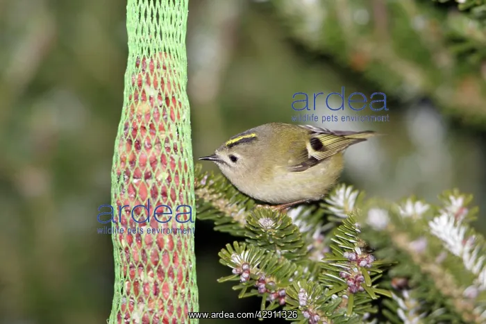 : Goldcrest - picking food from titmice feeder in winter : Goldcrest - picking food from titmice feeder in winter