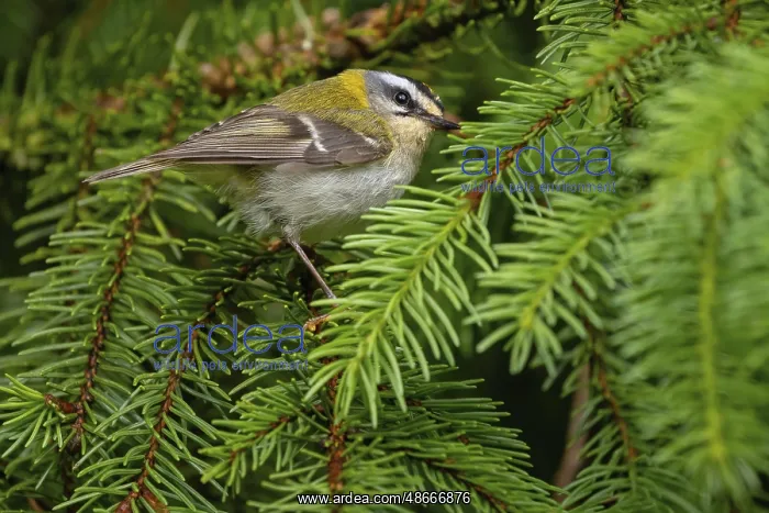 : Goldcrest, Regulus ignicapillus, Lu?e, Mountain area, Lu?e : Goldcrest, Regulus ignicapillus, Lu?e, Mountain area, Lu?e