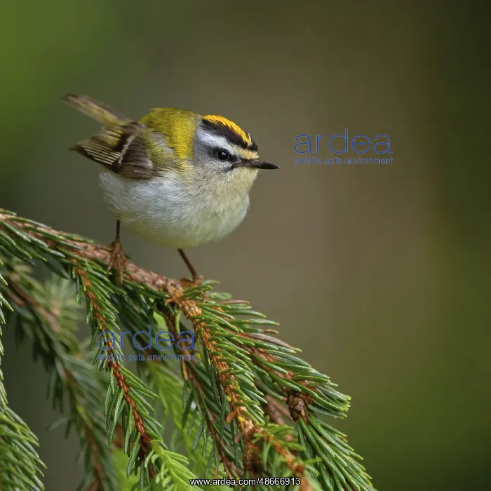 : Goldcrest, Regulus ignicapillus, Lu?e, Mountain area, Lu?e : Goldcrest, Regulus ignicapillus, Lu?e, Mountain area, Lu?e