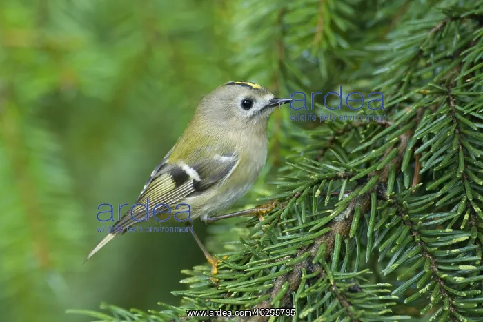 : Goldcrest (Regulus regulus), Dan Helder, The Ne : Goldcrest (Regulus regulus), Dan Helder, The Ne