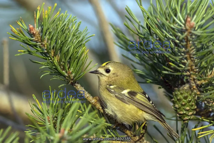 : Goldcrest (Regulus regulus), Falsterbo, Falsterbo : Goldcrest (Regulus regulus), Falsterbo, Falsterbo