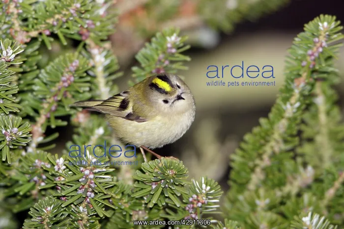 : Goldcrest - searching for food in fir tree : Goldcrest - searching for food in fir tree