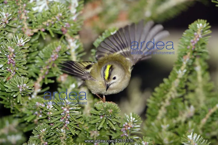 : Goldcrest - searching for food in fir tree : Goldcrest - searching for food in fir tree