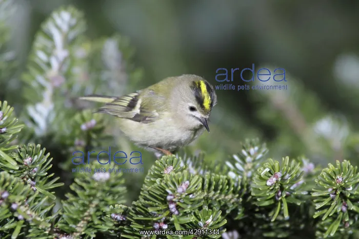 : Goldcrest - searching for food in fir tree : Goldcrest - searching for food in fir tree