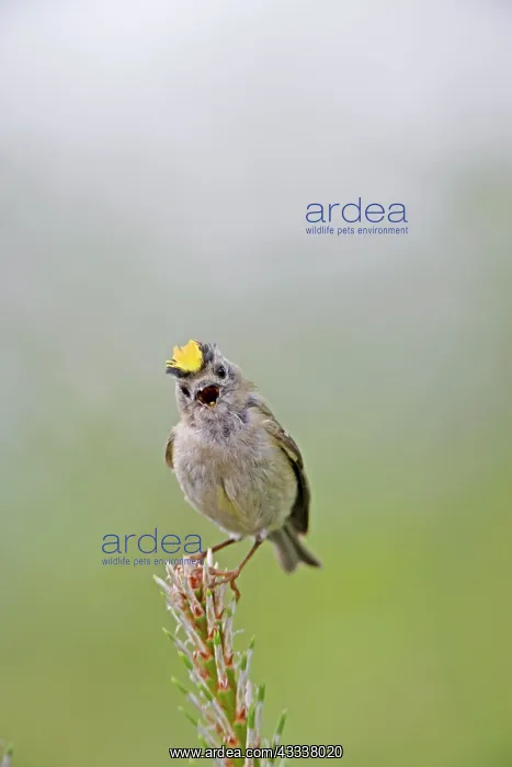 : Goldcrest - singing : Goldcrest - singing
