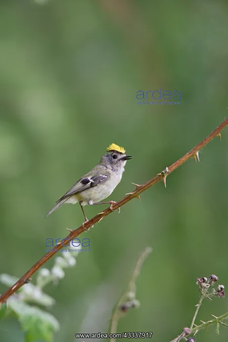 : Goldcrest - singing from bramble : Goldcrest - singing from bramble