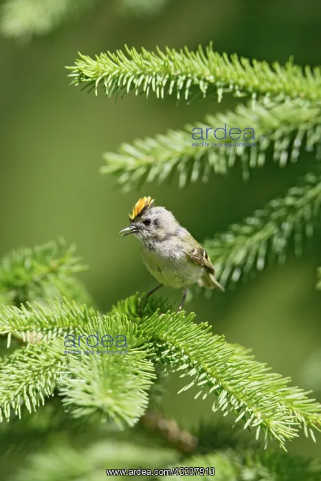 : Goldcrest - singing from fir tree : Goldcrest - singing from fir tree