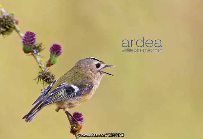 : Goldcrest - singing from Larch tree : Goldcrest - singing from Larch tree
