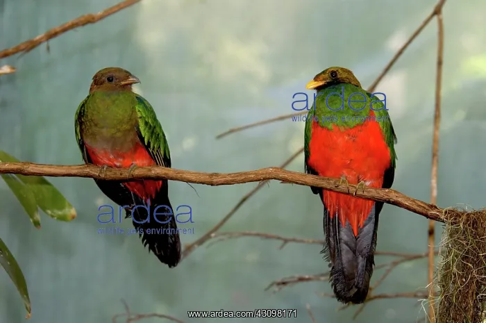 : Golded-Headed Quetzal Pair : Golded-Headed Quetzal Pair