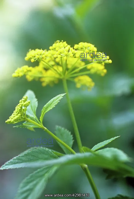 : Golden Alexanders : Golden Alexanders