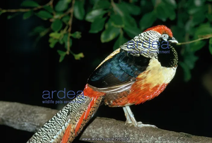 : Golden Amherst Pheasant - Pheasant hybrid cross-bred : Golden Amherst Pheasant - Pheasant hybrid cross-bred