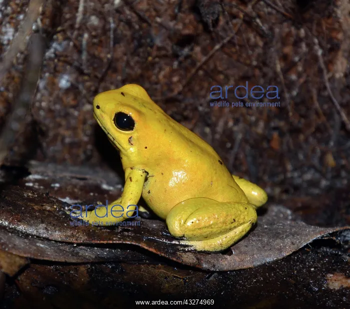  : Golden Arrow Poison Frog, most posionous animal