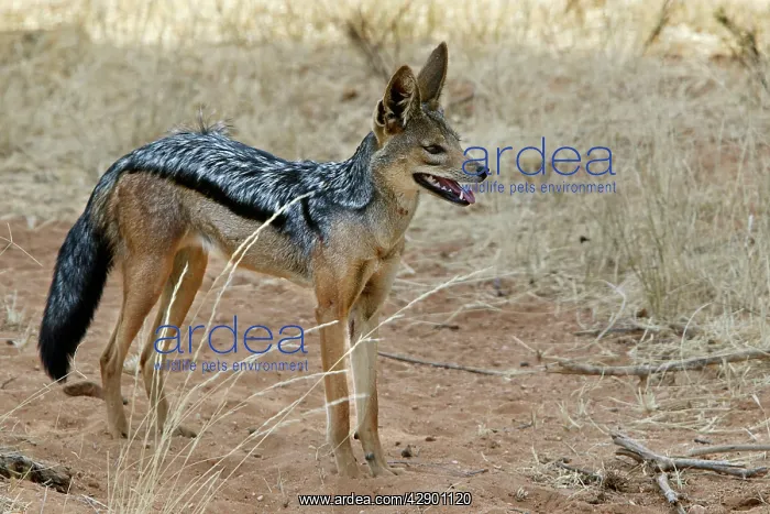  : Golden  /  Asiatic Jackal