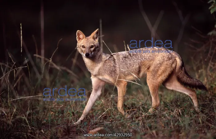 : Golden / Asiatic Jackal : Golden / Asiatic Jackal