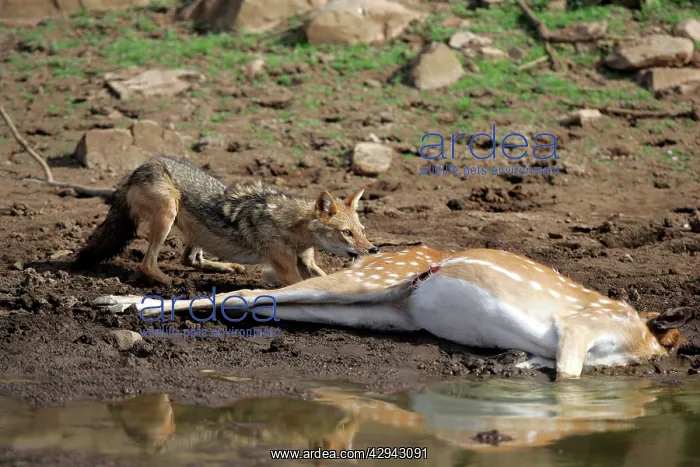 : Golden / Asiatic Jackal feeding on Spotted Deer (Axis axis) : Golden / Asiatic Jackal feeding on Spotted Deer (Axis axis)