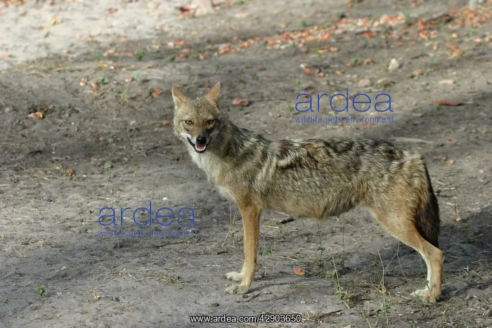 : Golden / Asiatic Jackal - female in side profile : Golden / Asiatic Jackal - female in side profile
