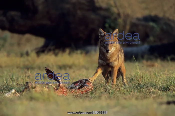 : Golden / Asiatic Jackal - by kill : Golden / Asiatic Jackal - by kill