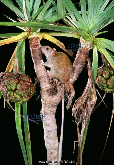 : GOLDEN-BACKED TREE RAT - sitting : GOLDEN-BACKED TREE RAT - sitting