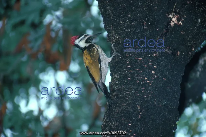 : Golden-Backed Woodpecker : Golden-Backed Woodpecker