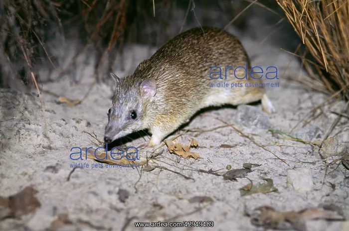 : Golden bandicoot (Isoodon auratus) endangered : Golden bandicoot (Isoodon auratus) endangered