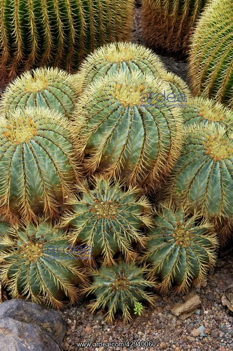 : Golden Barrel Cactus : Golden Barrel Cactus