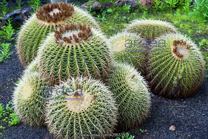 : Golden Barrel Cactus : Golden Barrel Cactus