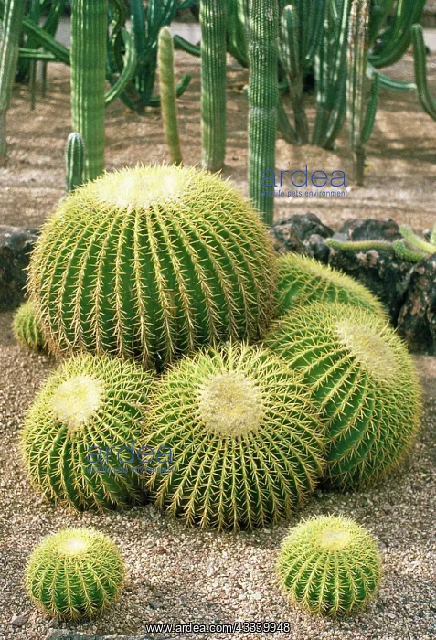 : Golden Barrel Cactus : Golden Barrel Cactus