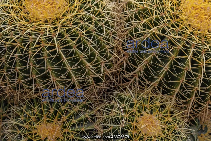 : Golden Barrel Cactus at the Arizona Sonoran Desert : Golden Barrel Cactus at the Arizona Sonoran Desert