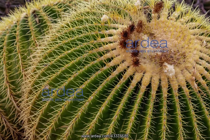 : Golden Barrel Cactus at the Arizona Sonoran Desert : Golden Barrel Cactus at the Arizona Sonoran Desert