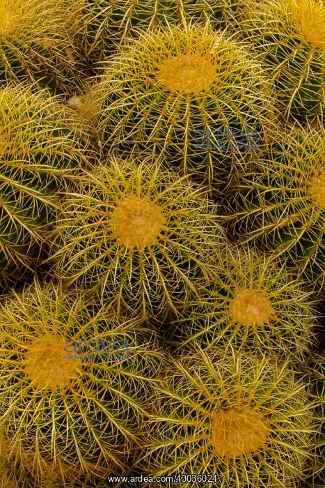 : Golden barrel cactus (Echinocactus grusonii) : Golden barrel cactus (Echinocactus grusonii)