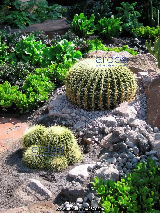 : Golden Barrel Cactus - Mother-in-laws seat / cushion : Golden Barrel Cactus - Mother-in-laws seat / cushion