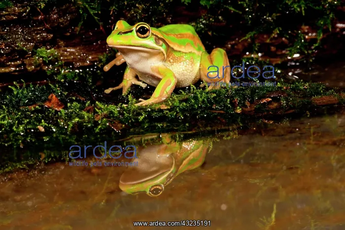 : Golden Bell Treefrog, Litoria aurea, Native : Golden Bell Treefrog, Litoria aurea, Native